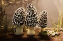 Morels: Out of This World Delivers Peaceful Alien Exploration and Mushroom Hunting