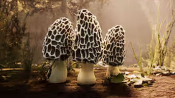 Morels: Out of This World Delivers Peaceful Alien Exploration and Mushroom Hunting