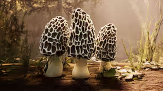 Morels: Out of This World Delivers Peaceful Alien Exploration and Mushroom Hunting