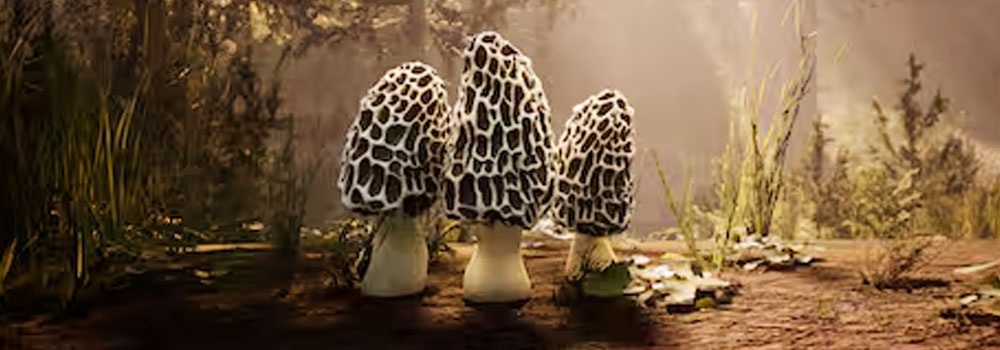 Morels: Out of This World Delivers Peaceful Alien Exploration and Mushroom Hunting