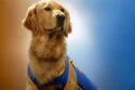 Air Bud Is Back — And This Time, Your Dog Is Invited