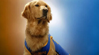 Air Bud Is Back — And This Time, Your Dog Is Invited