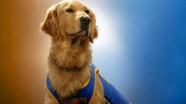 Air Bud Is Back — And This Time, Your Dog Is Invited